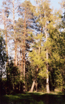 Светлоярский лес